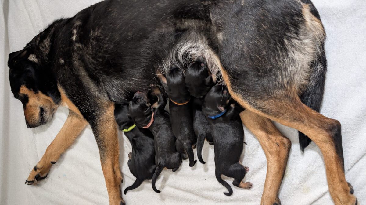 Welpen Bonzervale Tia x Swissstock Enzo